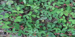 Indigofera trifoliata